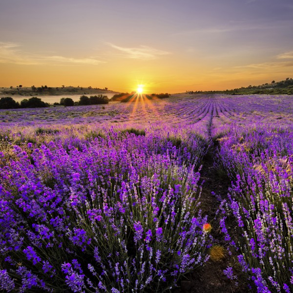 Lavender - 454g von Village Candle