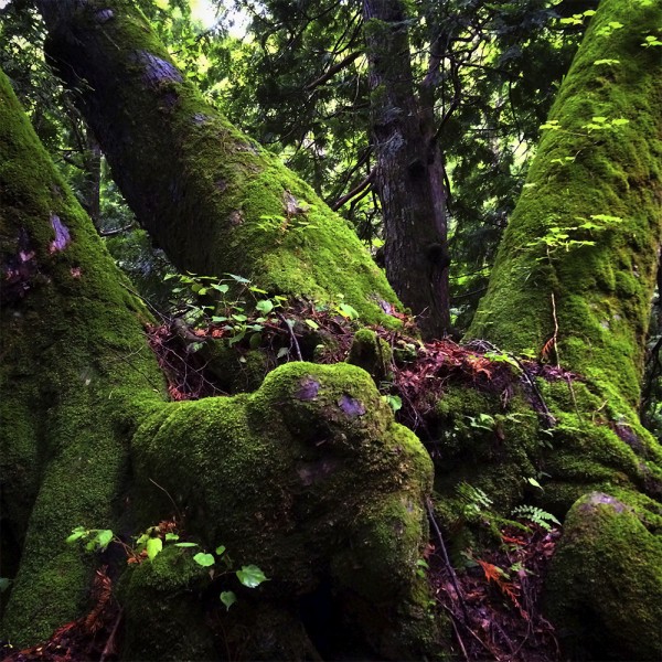 Forbidden Forest von Village Candle